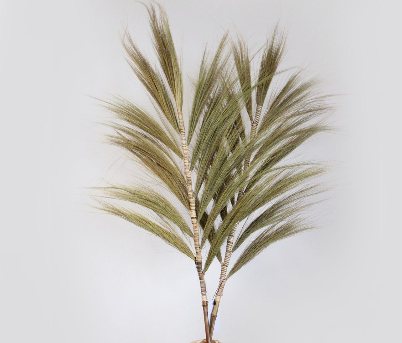 Rayung Grass Pampas