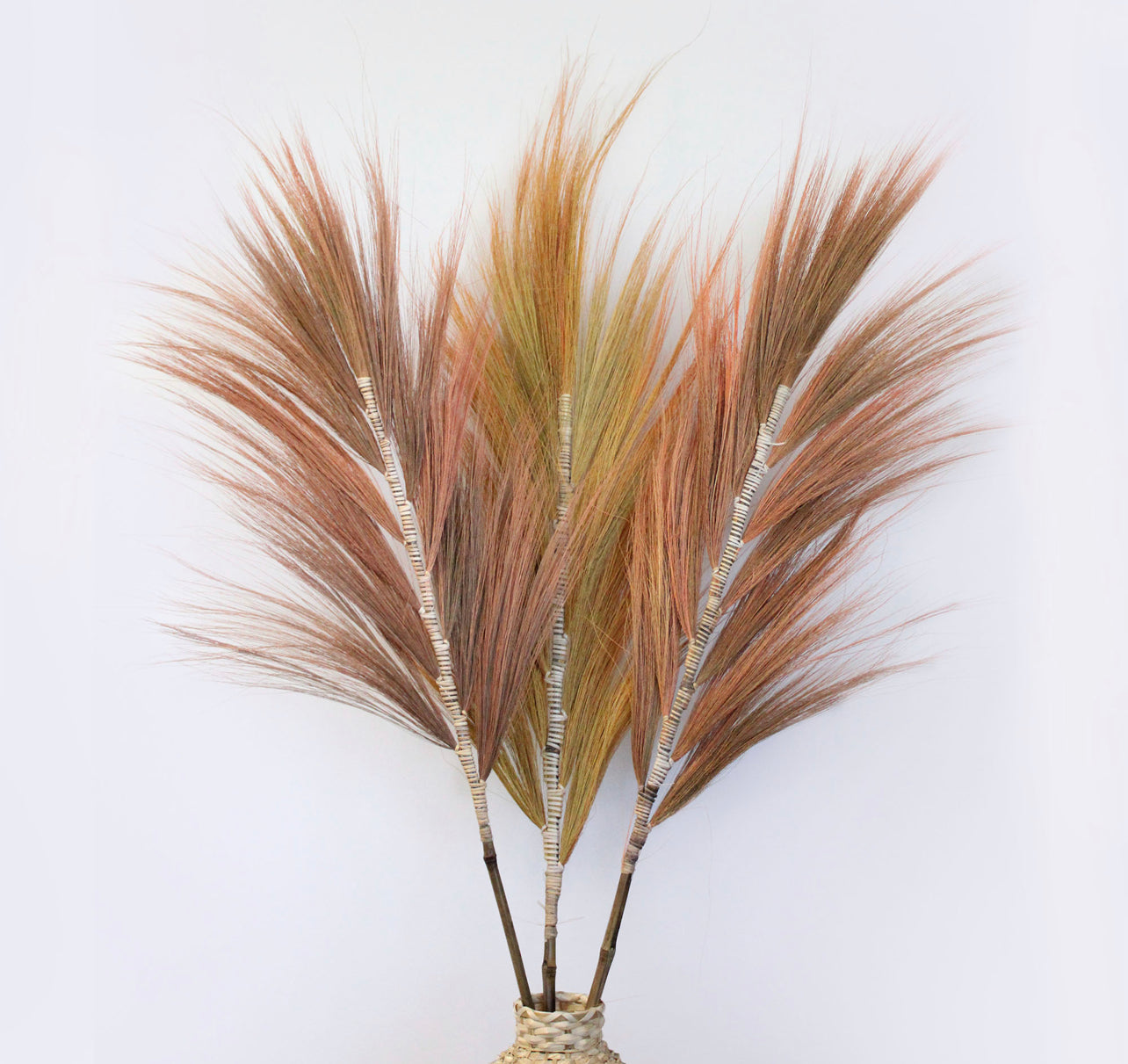 Rayung Grass Pampas